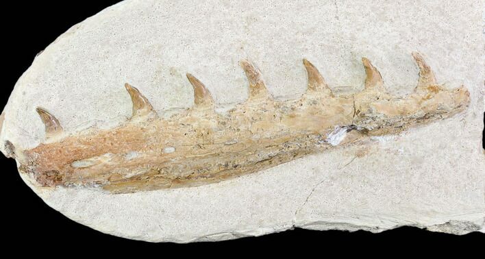 Fossil Mosasaur (Tethysaurus) Jaw Section - Goulmima, Morocco #107091